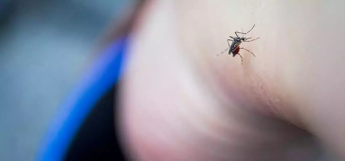 Unveiling Unexpected Strategies to Deter Mosquitoes