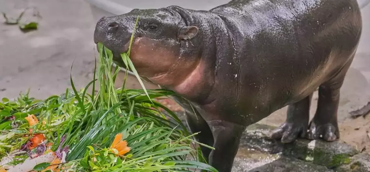Moo Deng, the Pygmy Hippo, Celebrates First Birthday with Global Fanfare