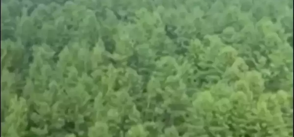 Russian Aircraft Goes Down in Far East