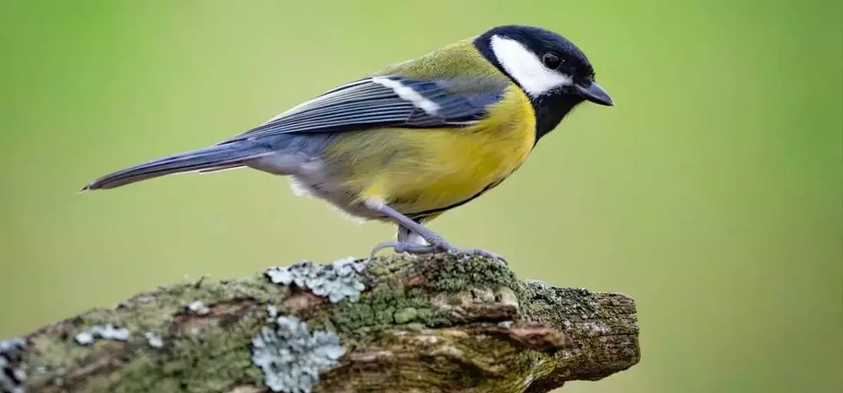 Avian Relationships: The 'Divorce' Phenomenon in Great Tits