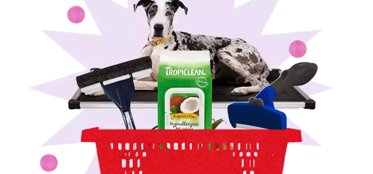 Maintain a Hair-Free Home with Pet-Friendly Products