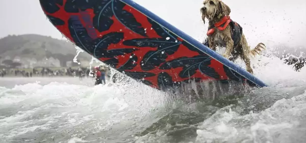 Canine Conquerors of the Waves: A Dive into the World Dog Surfing Championships