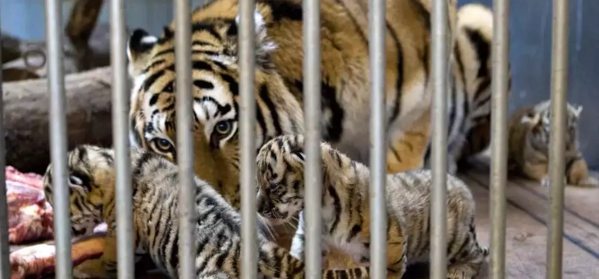 Danish Zoo's Unique Pet Donation Program for Predator Feeding Sparks Global Debate