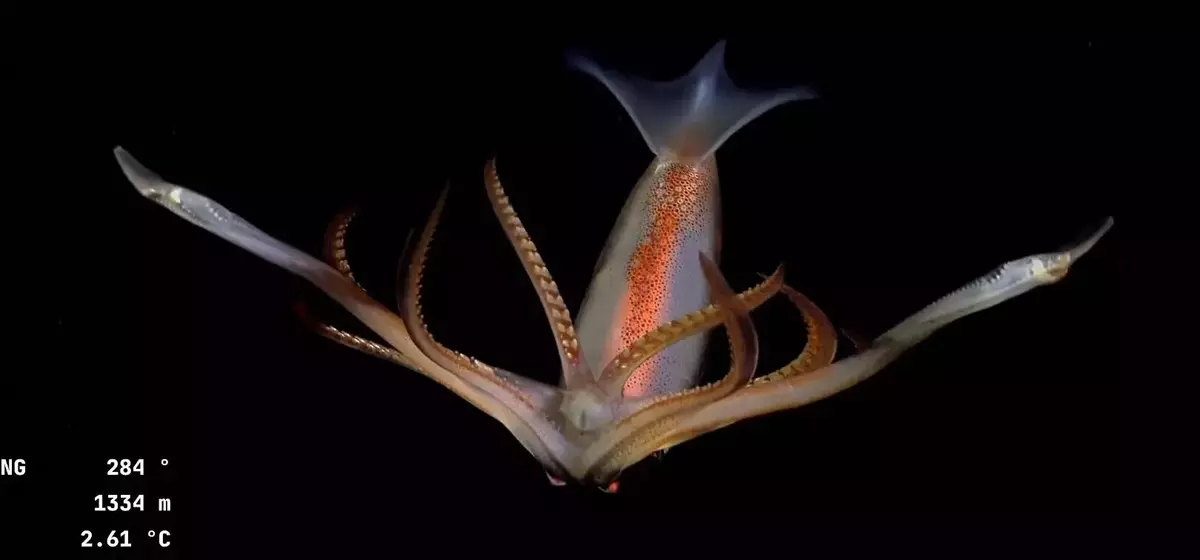 Deep-Sea Creatures Spark National Debate in Argentina