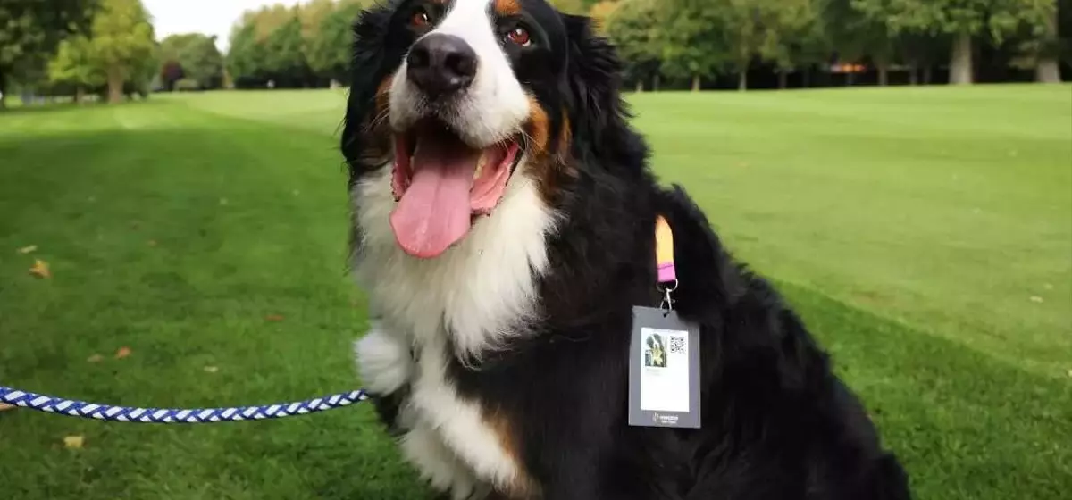 Unraveling the Enigma: The Linguistic Journey of 'Dog'