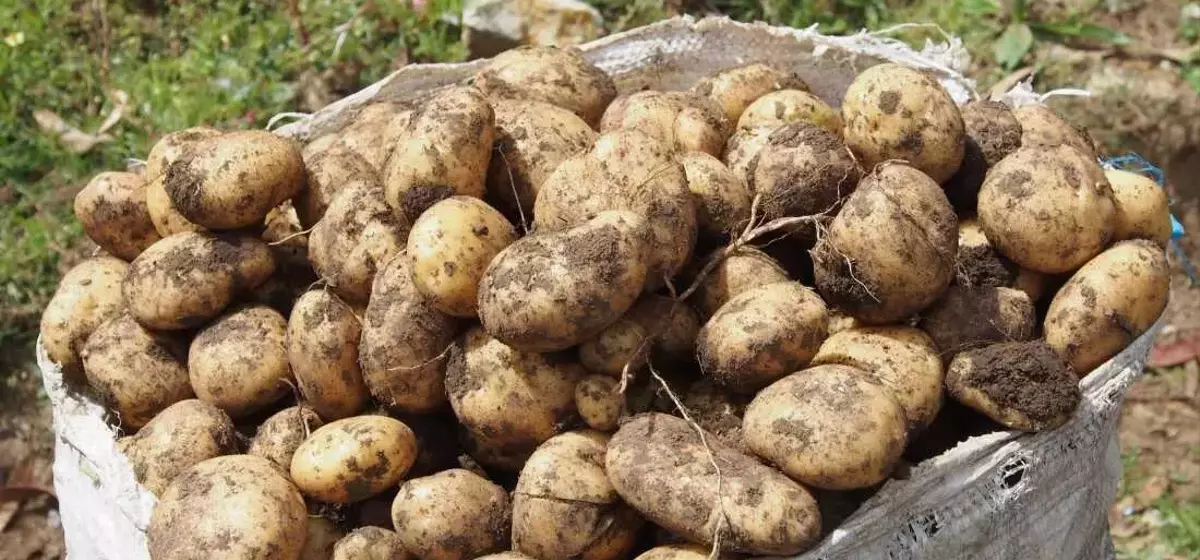 The Evolutionary Enigma of the Humble Potato Unraveled