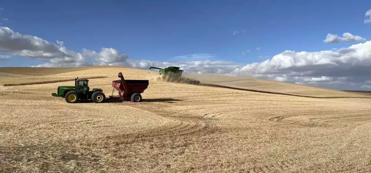US Wheat Farmers Grapple with Trade Uncertainties Amid Tariff Landscape