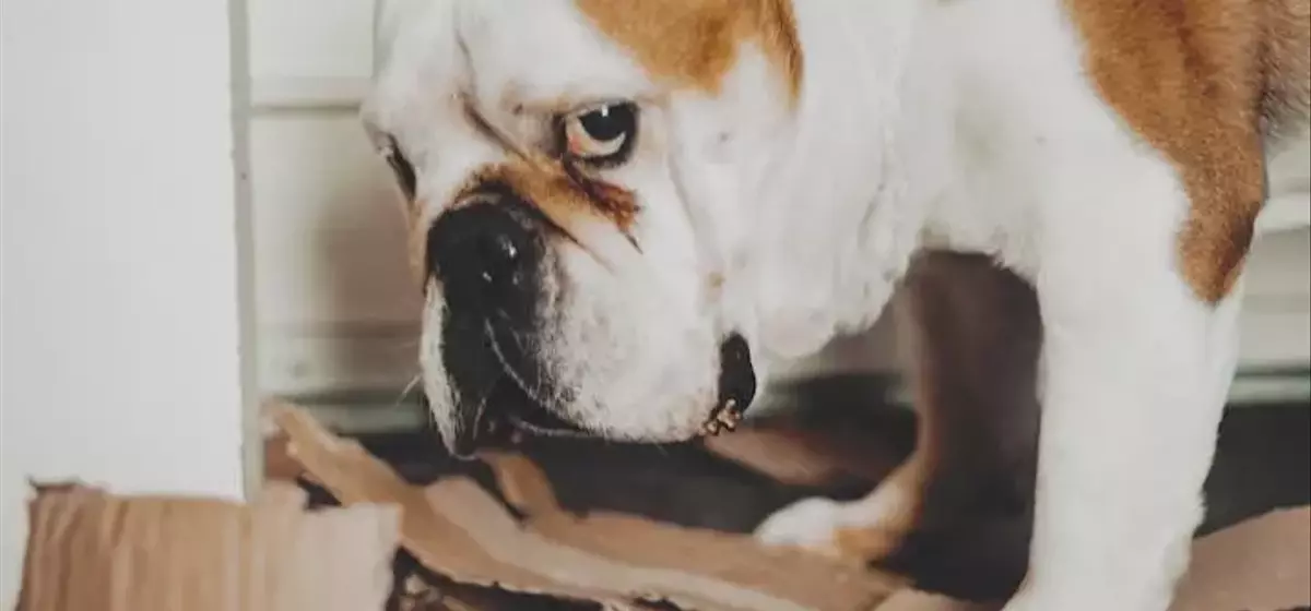 Understanding Canine Behavior: Do Dogs Truly Feel Guilt?
