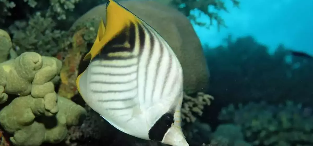Fishy Feelings: Uncovering Pleasure in Underwater Worlds