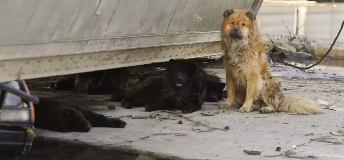 Hurricane Katrina's Enduring Impact on Pet Disaster Preparedness