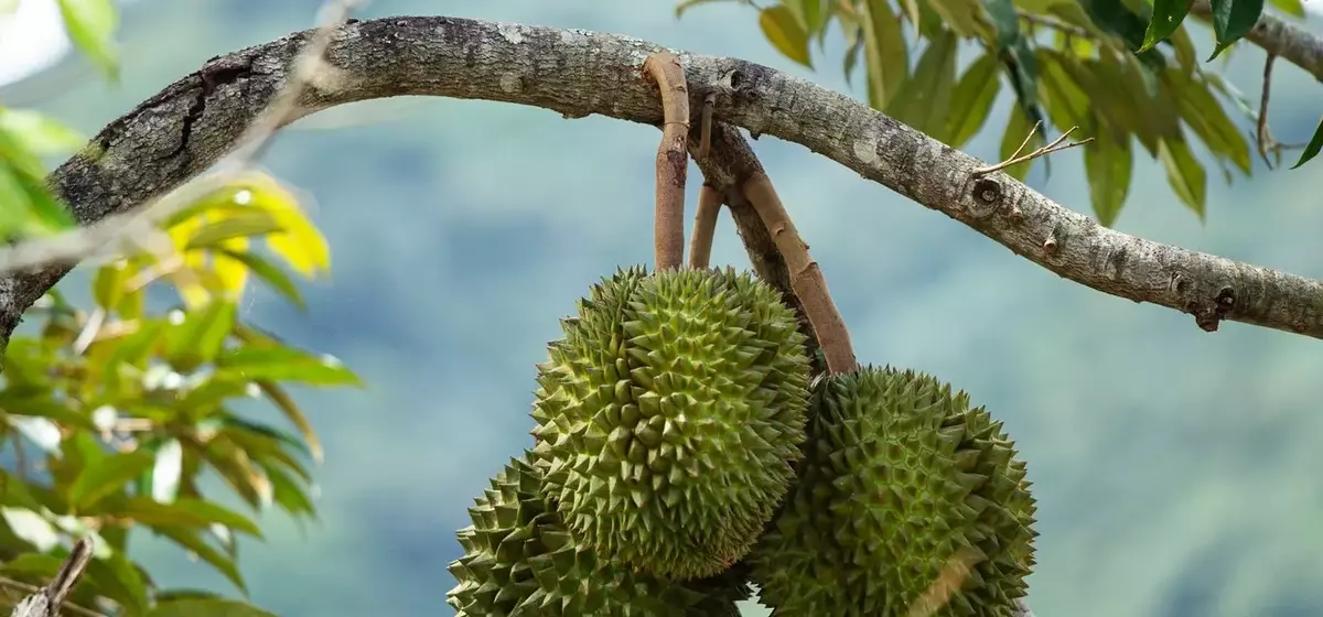 Durian Devotion: A Global Gathering in Puerto Rico's Rainforest