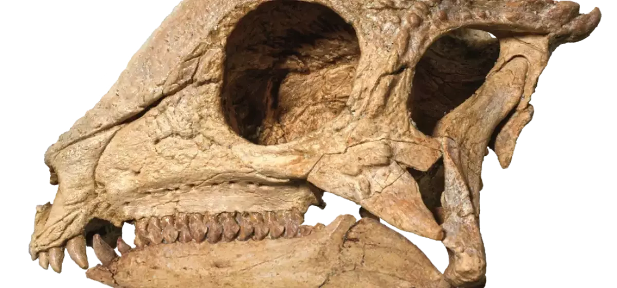 The Remarkable Discovery of Zavacephale Rinpoche: A New Perspective on Dome-Headed Dinosaurs