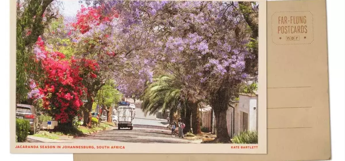 Johannesburg's Spring Transformation: A Jacaranda Spectacle