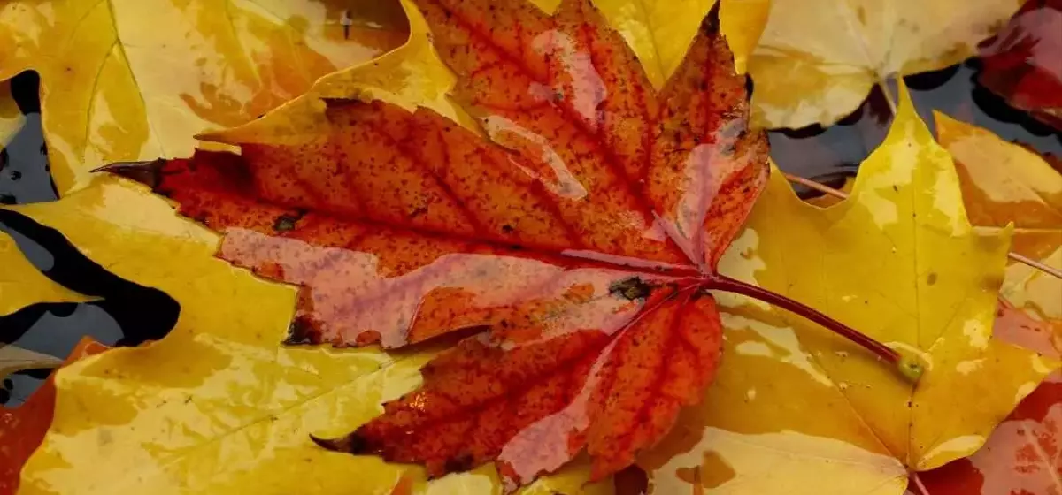 The Enigma of Autumn's Red Leaves: Scientists Divided on the Cause