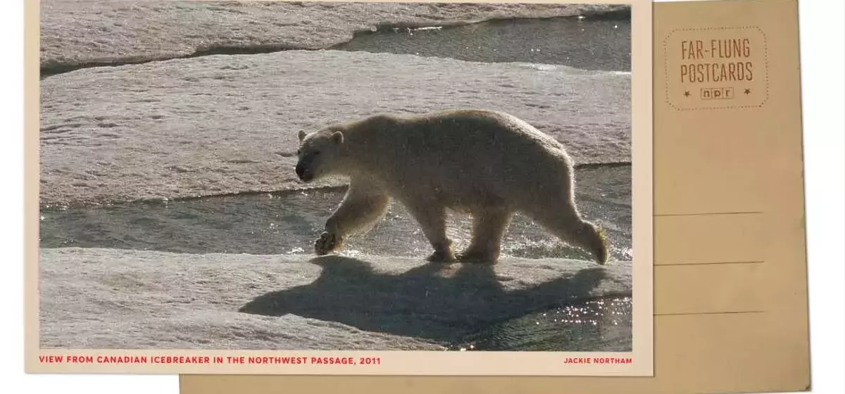 Arctic Expedition: Polar Bears Encounter Icebreaker