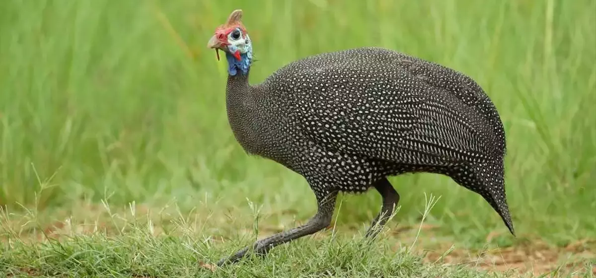 The Curious Journey of the Turkey: From Ancient America to Thanksgiving Tables and Everyday Expressions
