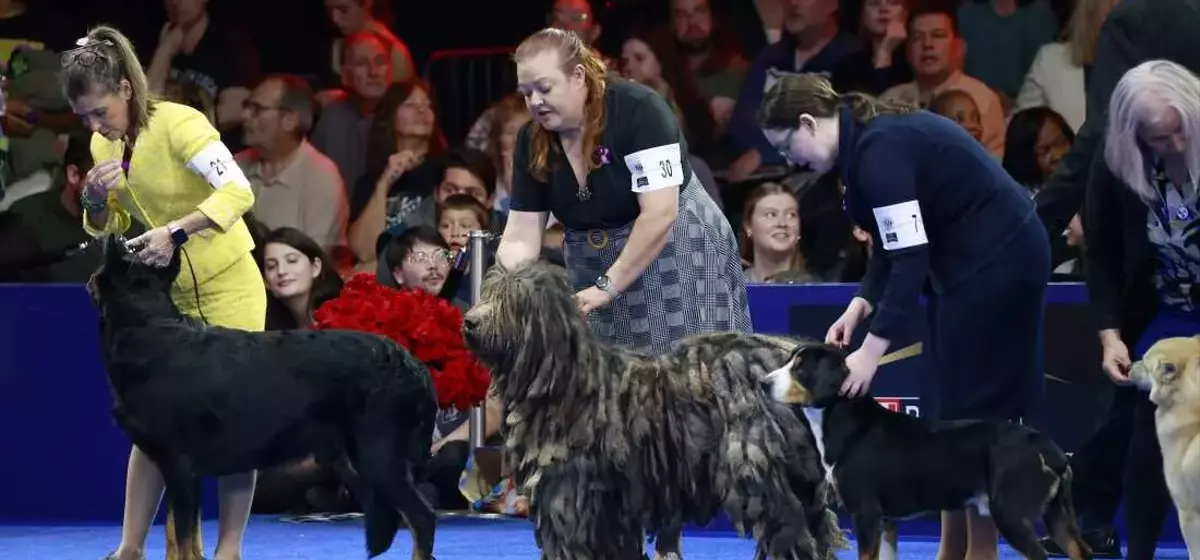 Soleil, Belgian Sheepdog, Crowned Best in Show at National Dog Competition