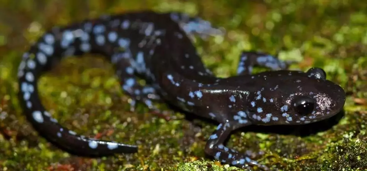 Salamanders' Remarkable Cold Tolerance Discovered