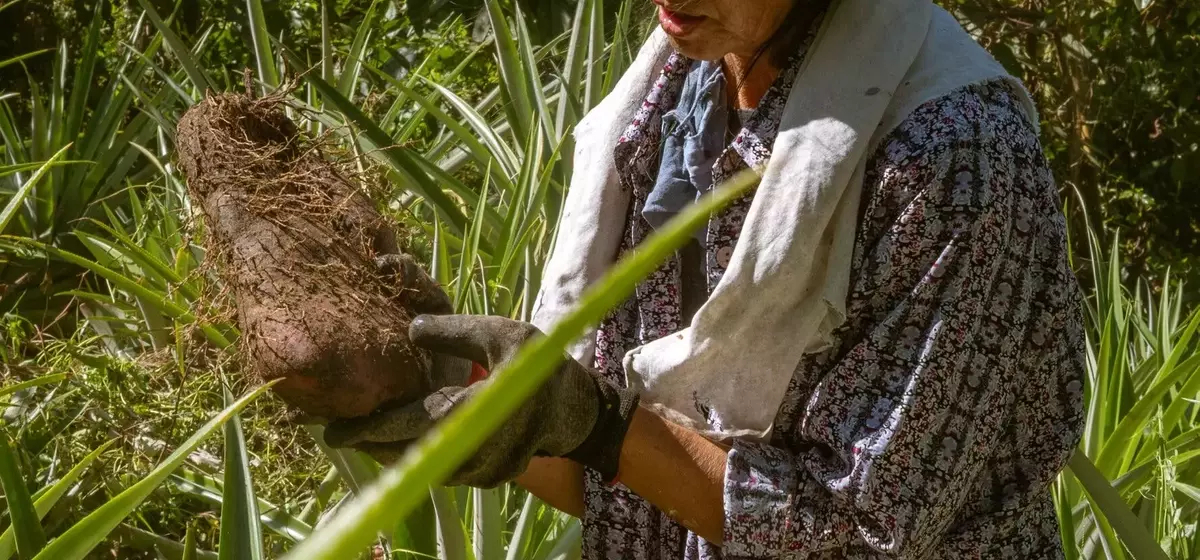The Global Craze for Ube: Philippine Farmers Struggle to Meet Demand