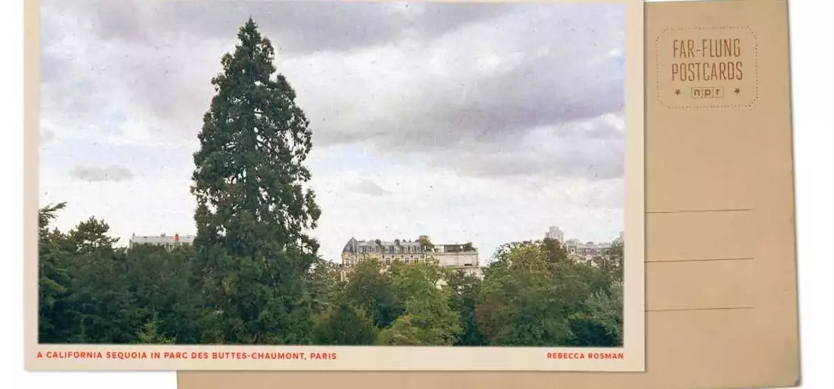 A Majestic Sequoia: Paris's Hidden Giant