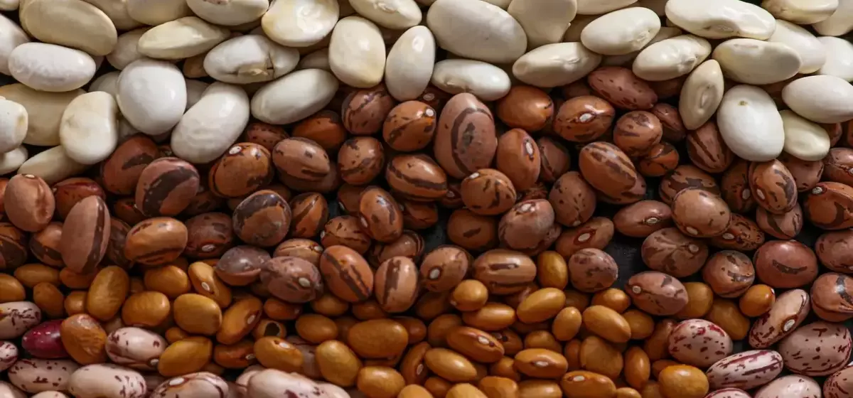 The Quest for the Flatulence-Free Bean: A Scientific Investigation