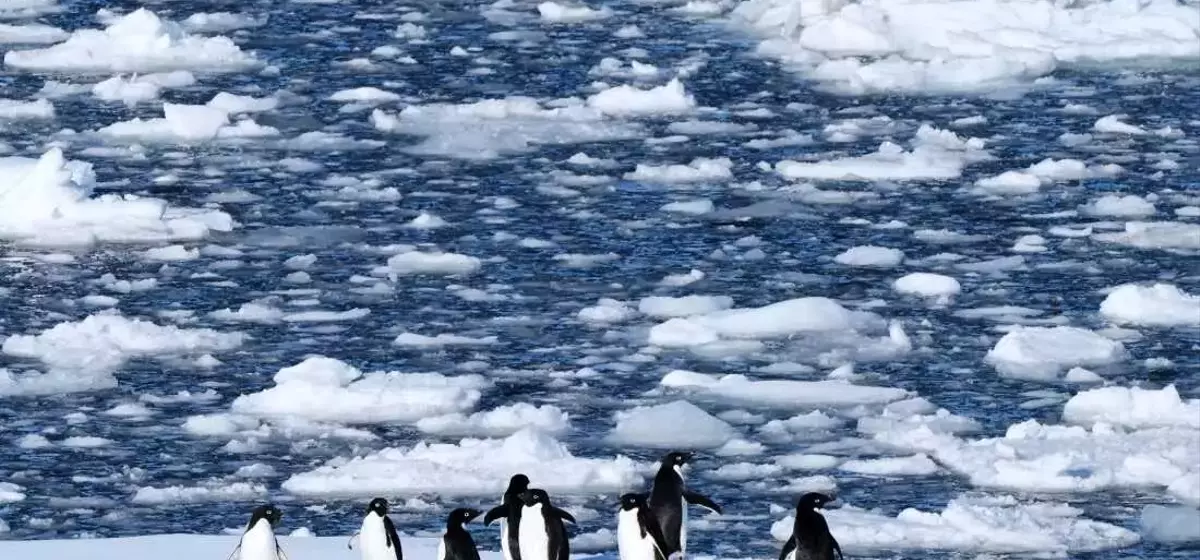 Climate Change Forces Antarctic Penguins to Breed Earlier