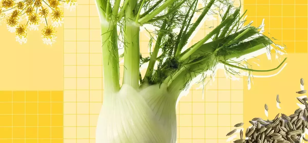 Exploring Fennel: A Culinary Guide to Its Versatility and Uses