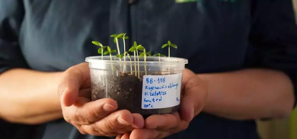 Chile's Desert Vault: Safeguarding Plant Diversity Amidst Climate Change