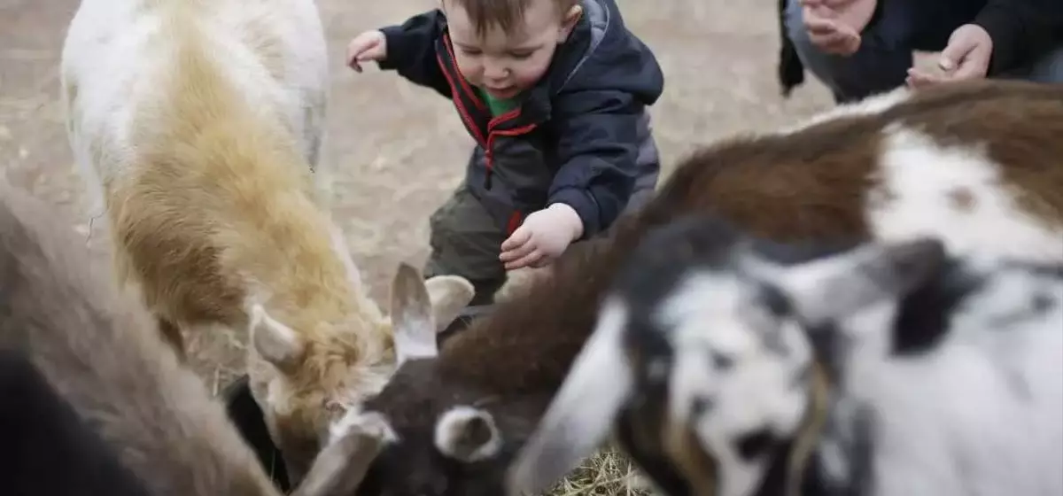 The Etymological Journey of 'Kid': From Goats to Children