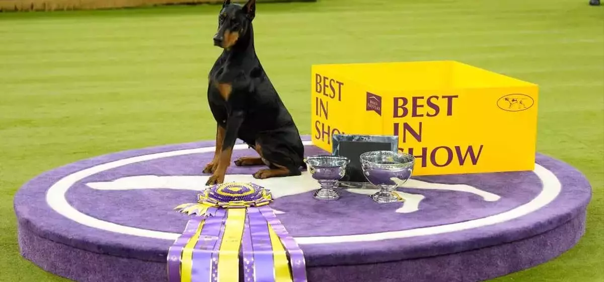 Doberman Pinscher 'Penny' Crowned Best in Show at 150th Westminster Dog Show