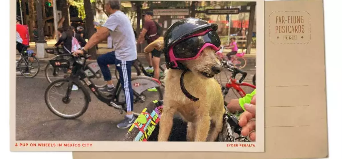 Mexico City's Sunday Cycling Extravaganza: A Dog's Delight