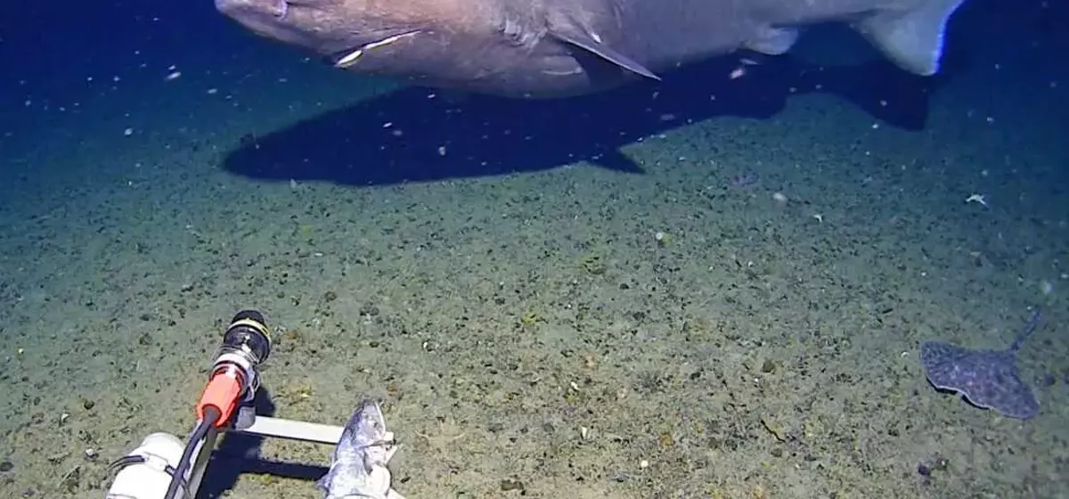 Rare Deep-Sea Shark Sighting in Antarctic Waters