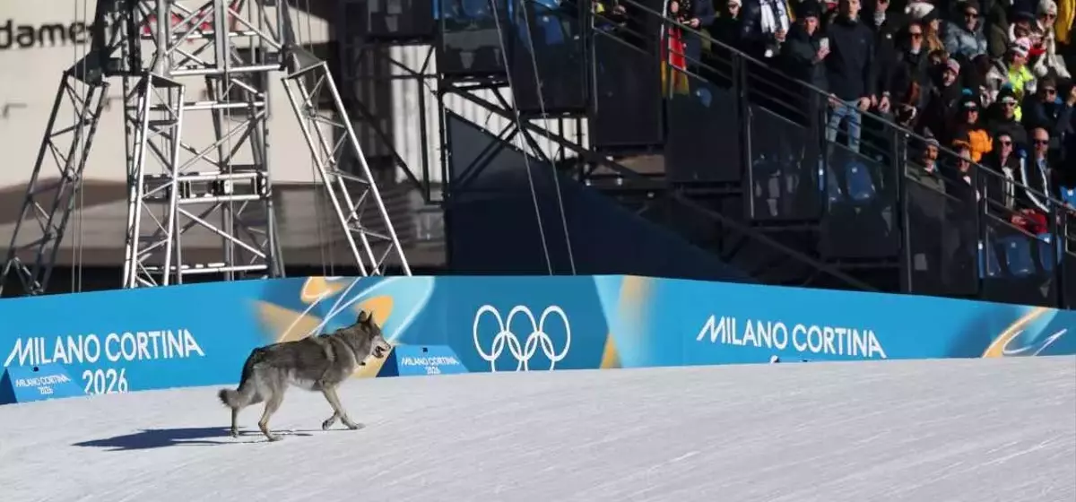 Unexpected Canine Interruption at Winter Olympics Cross-Country Event