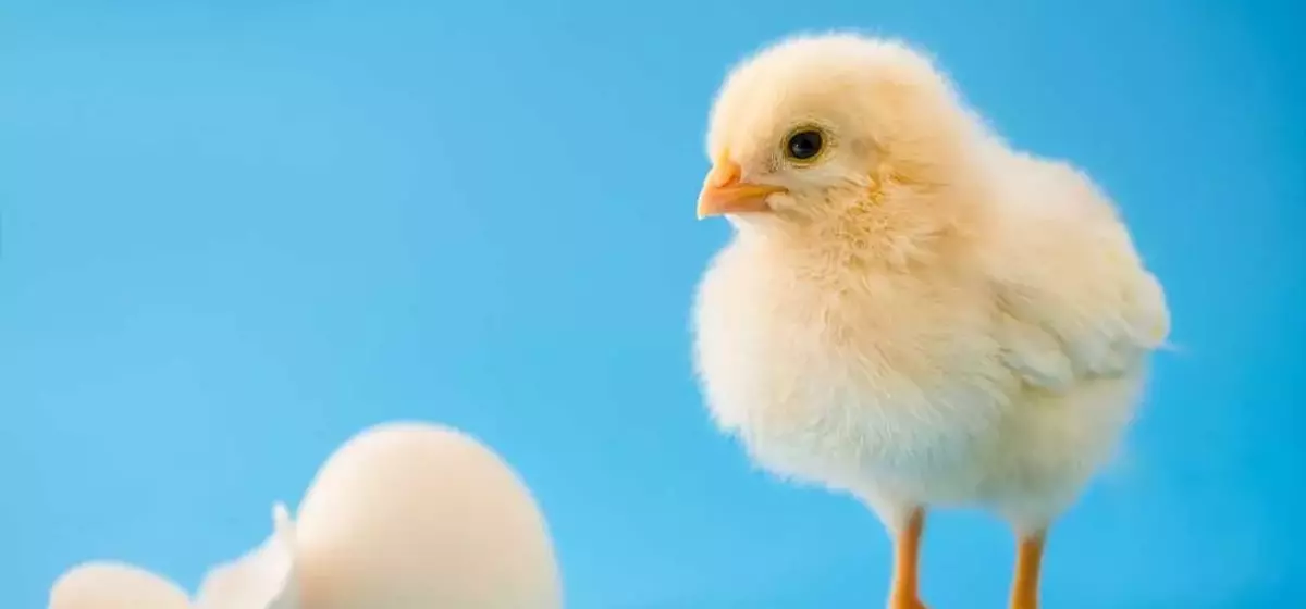 Chicks Show Innate Sound-Shape Connection Like Humans