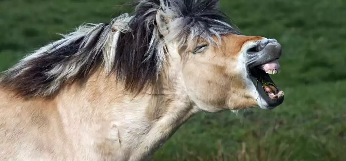 Understanding the Bimodal Nature of Horse Whinnies