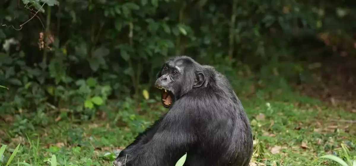 Chimpanzee's Diet of Fermented Fruit Offers Clues to Human Alcohol Affinity