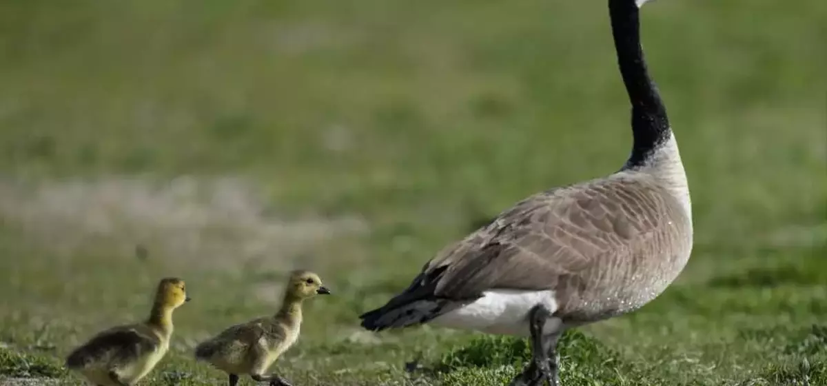 The Amazing Journey of Geese: Migration and Survival