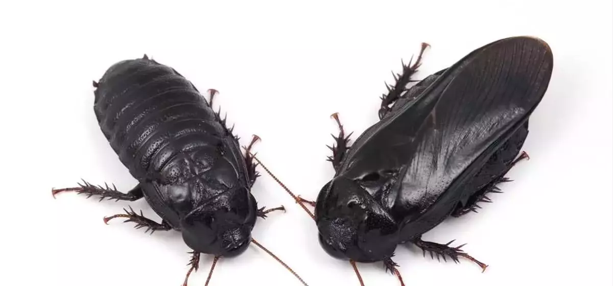 Cockroaches Show Evidence of Long-Term Pair Bonding Through Unique Ritual