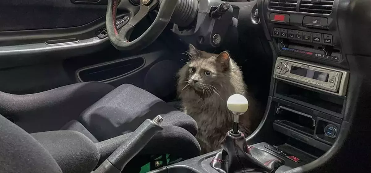 Car and Driver Staff's Beloved Pets