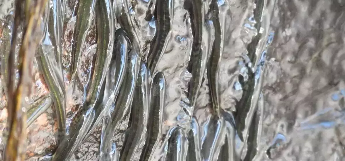 The Amazing Feat of Waterfall-Climbing Fish