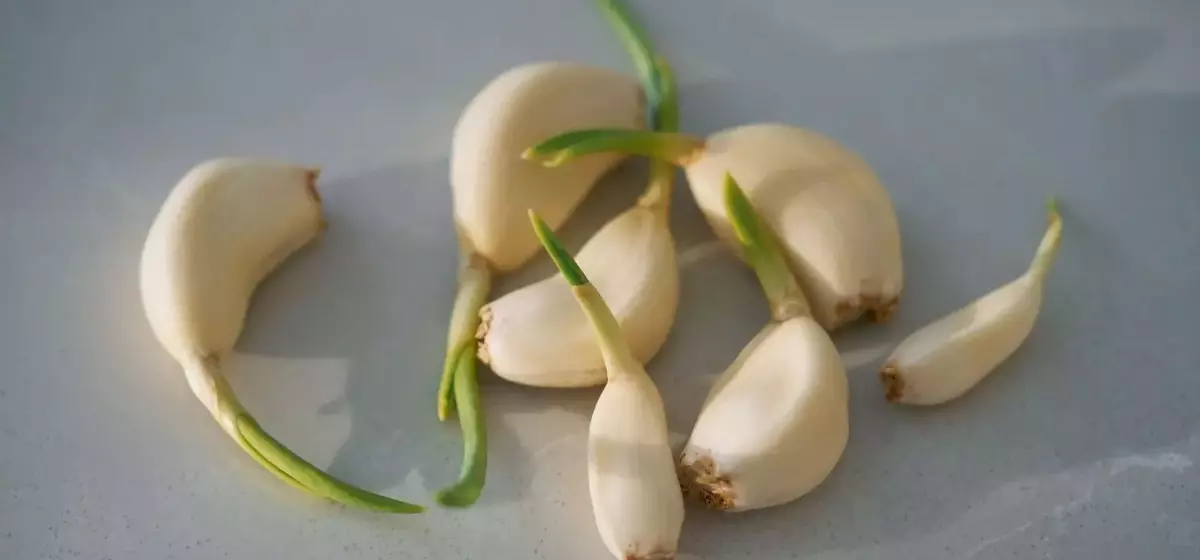 Mastering Garlic Preservation: Essential Storage Techniques for Optimal Flavor and Health Benefits