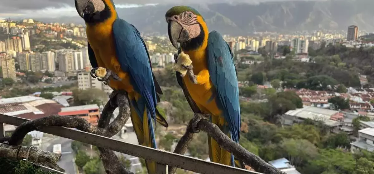 Caracas' Vibrant Macaws Face Habitat Loss Amid Urban Renewal