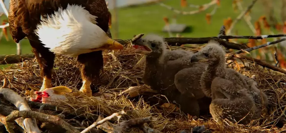 Eagle Nest Cameras: A Digital Community's Passion for Avian Life