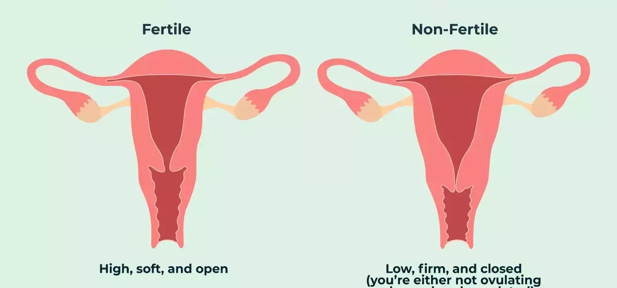 Understanding Your Cervix: A Guide to Self-Examination