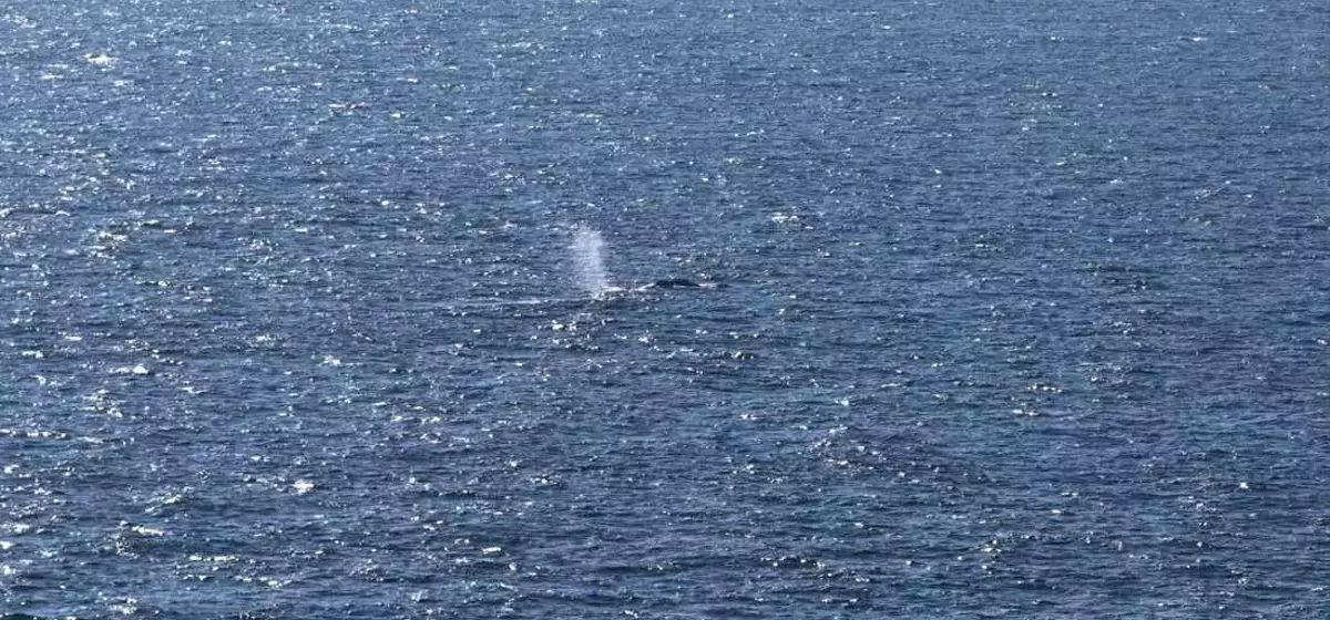 Timmy, the Humpback Whale, Returns to the Ocean After Weeks of Stranding