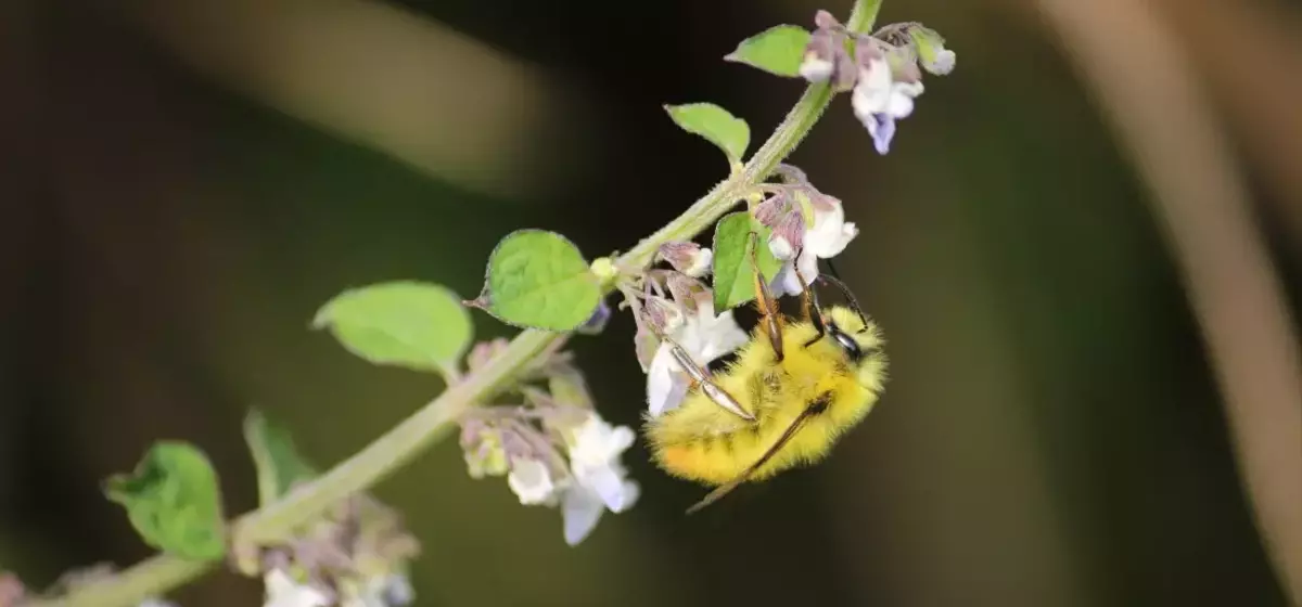 The Vital Role of Pollinators: Enhancing Human Health and Economic Stability