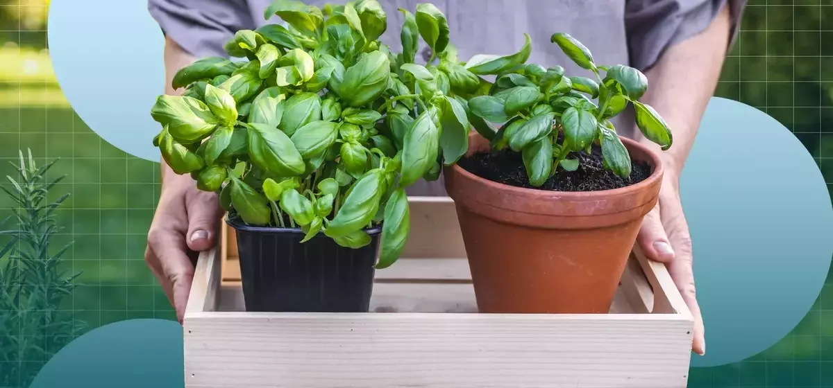 Cultivating Culinary Herbs: A Guide for Home Gardeners