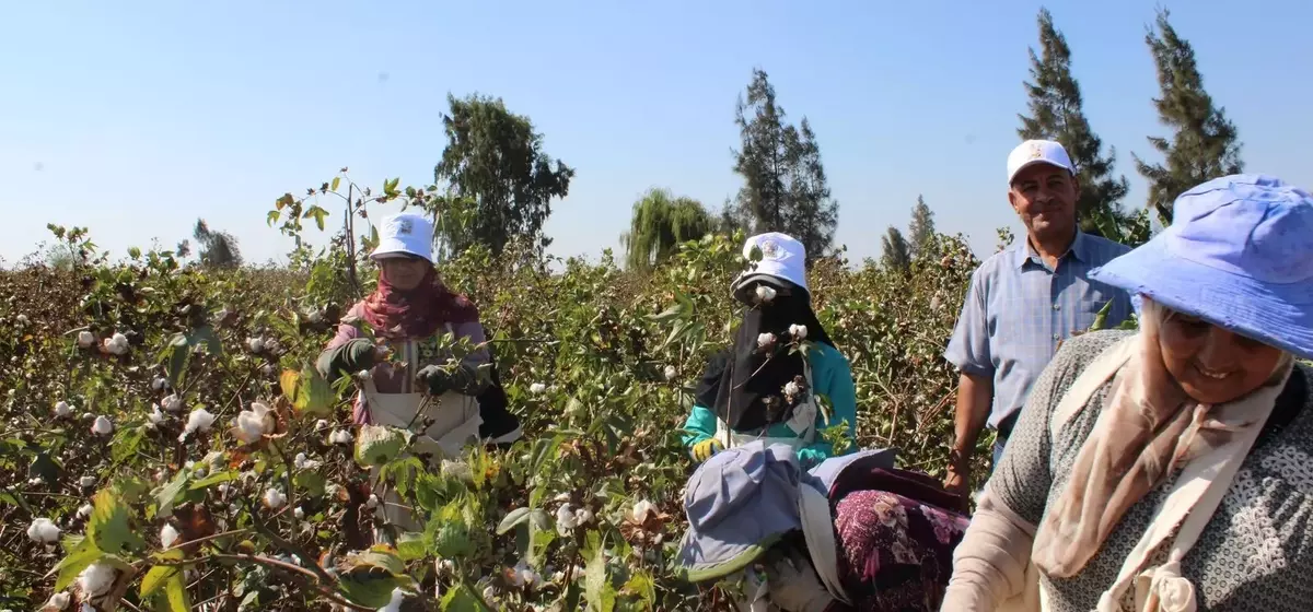 Egyptian Cotton: Weaving a Future of Traceability and Sustainability