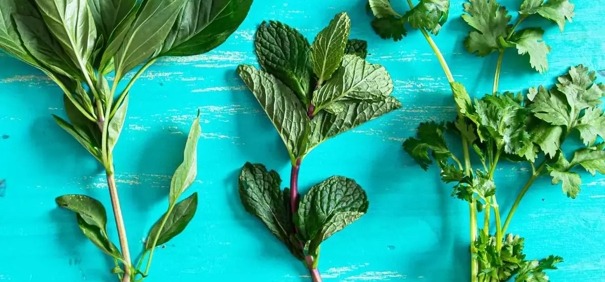 Reviving Wilted Herbs: A Guide to Crafting Flavorful Herb Oils