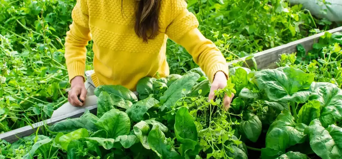 Extend the Shelf Life of Spinach for Enhanced Health Benefits